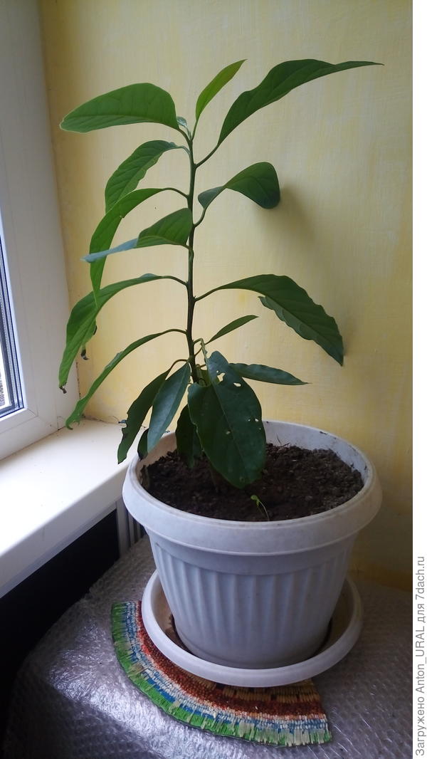 Авокадо, выращенный из косточки