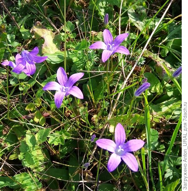 Колокольчики