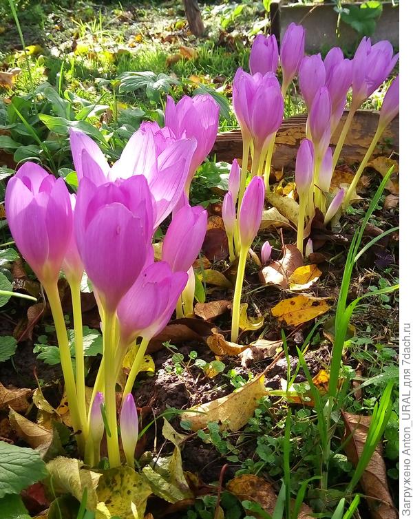 Крокусы