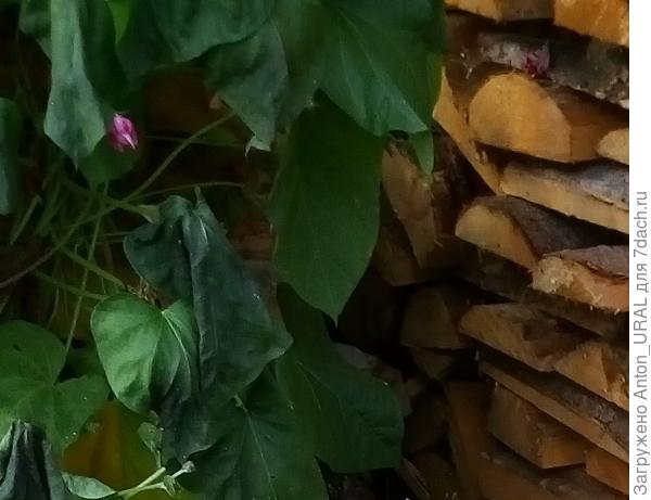 Ипомея после первых заморозков