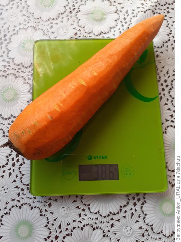 Морковь крупная