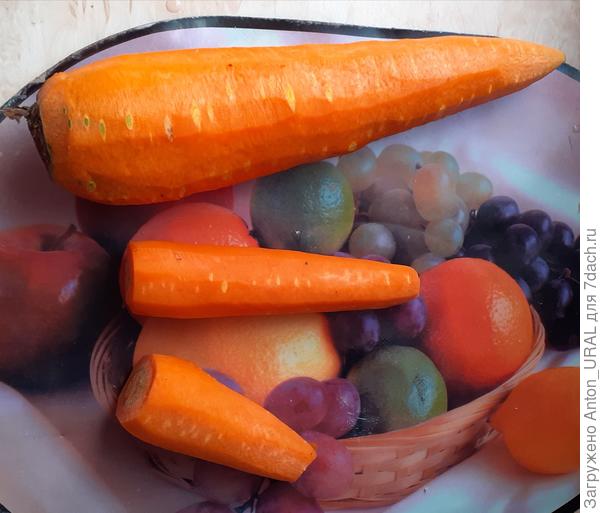 Морковь крупная и обычная