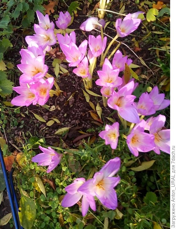 С Днём учителя!