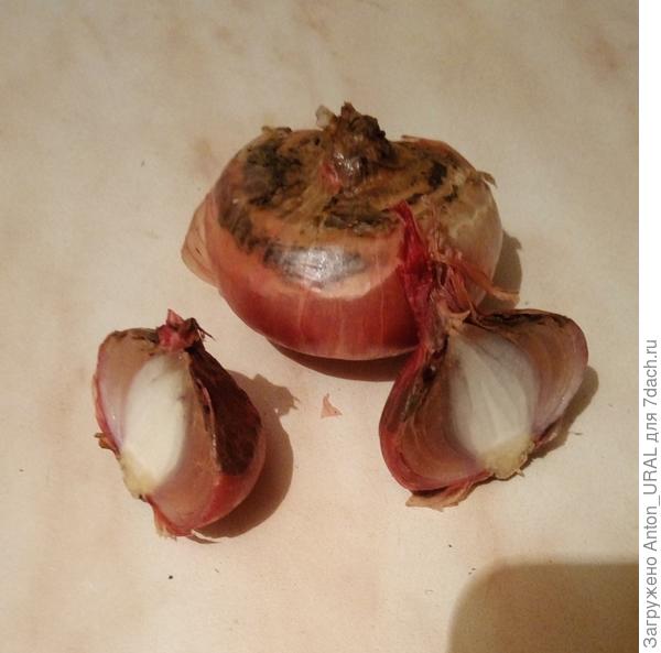 За неделю такого лука набралось больше ведра