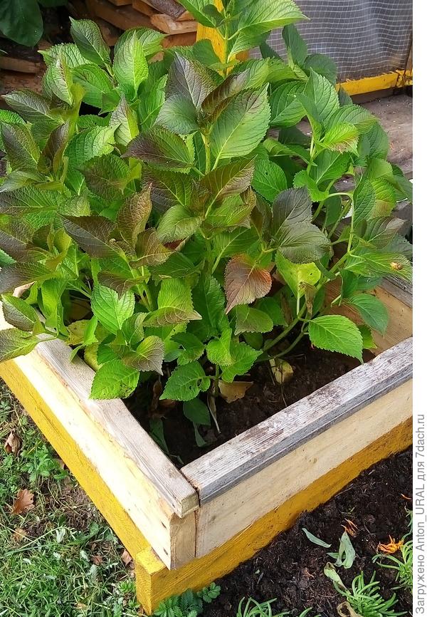 Подготовка куста гортензии к зимовке