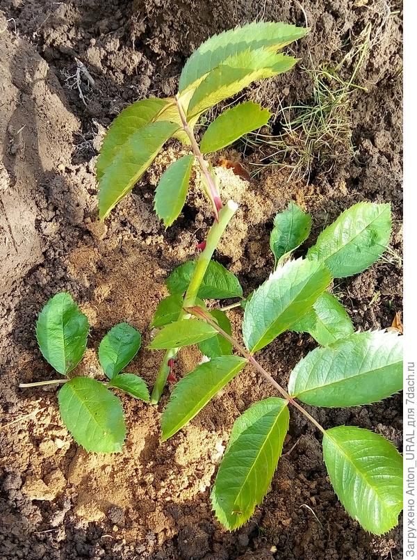 Отводку для укоренения прикопал в сентябре