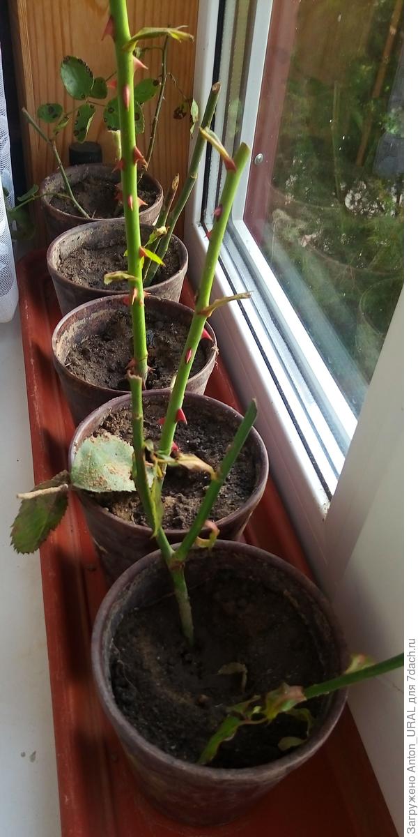 Пересадил прикопанные черенки  в горшочки