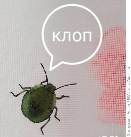 Клоп на шторе