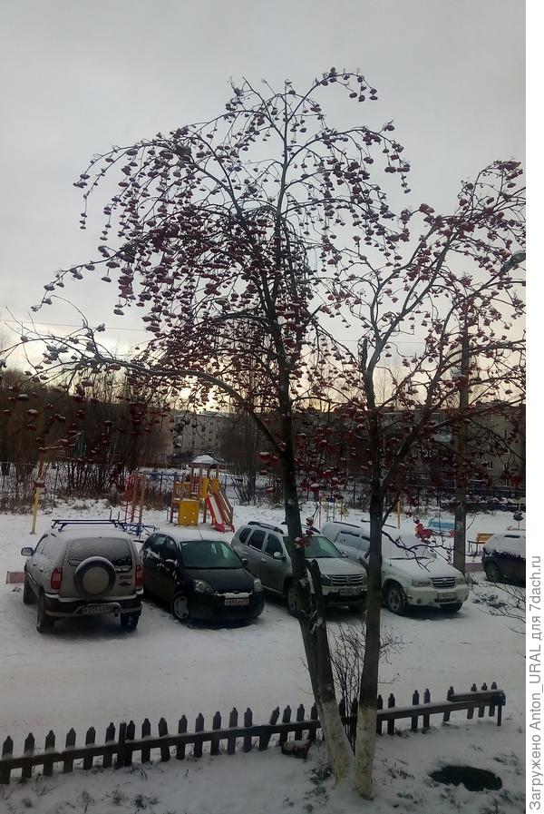 Ноябрьское утро