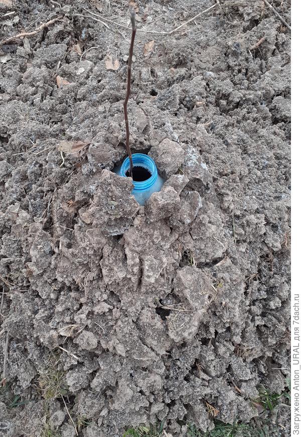 Укрытие саженца яблони на зиму с помощью пластиковой пятилитровой бутылки и способа "вертикального прикопа"