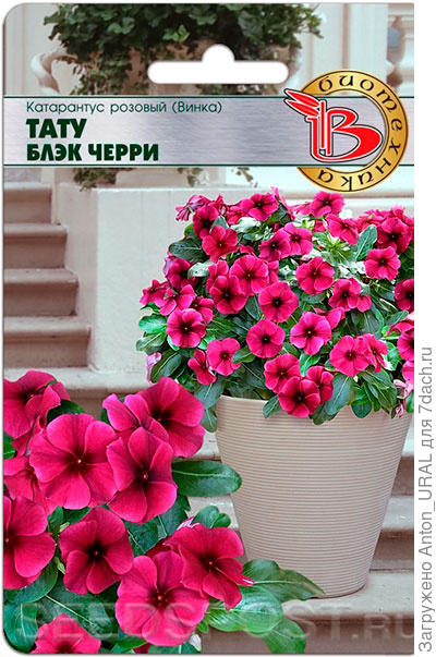 пвпв