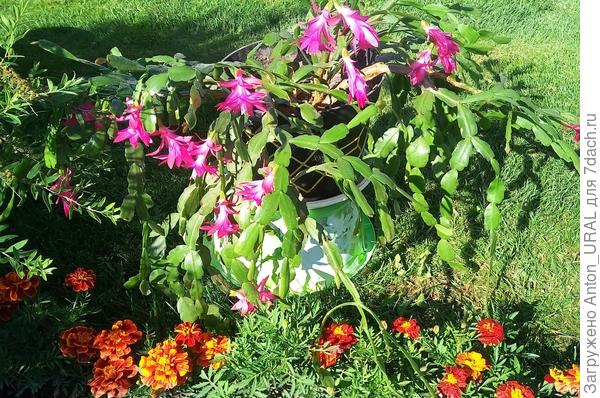 А декабрист зацвёл в июне