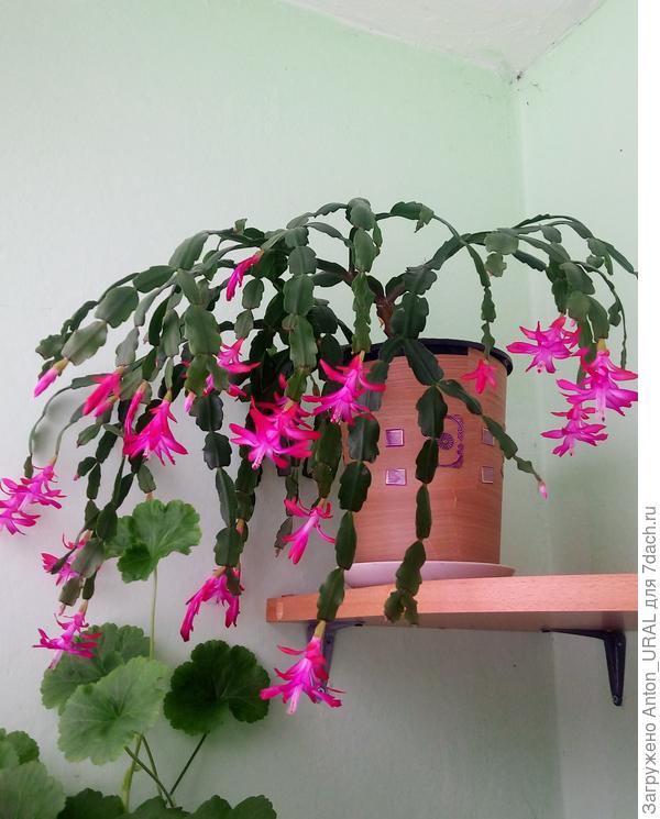 Декабрист розовый (цветение - декабрь 2019)