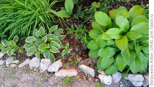 Хосты по периметру клумбы