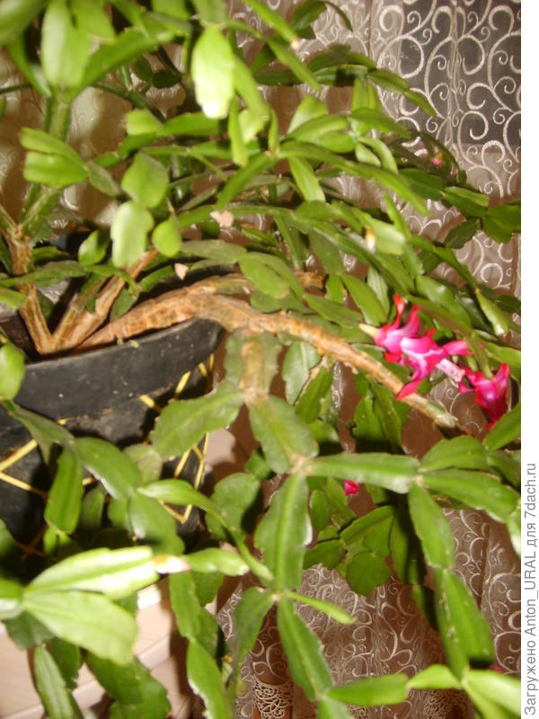 Этот декабрист обильно цвёл в июне