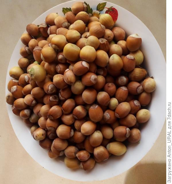 Наш урожай орехов в этом году