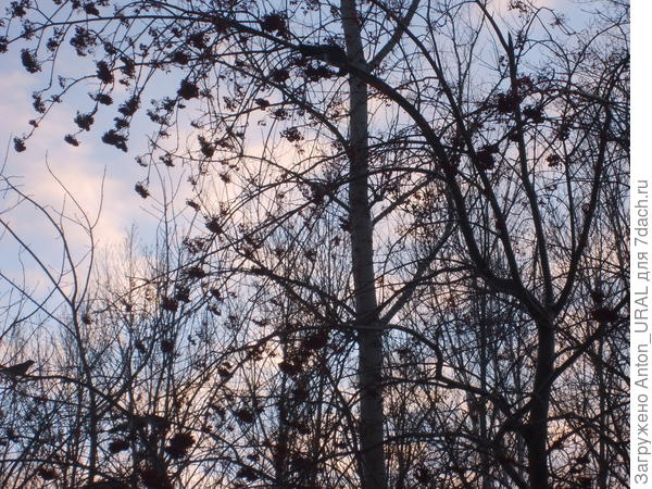 Сегодня свиристели доедают рябину