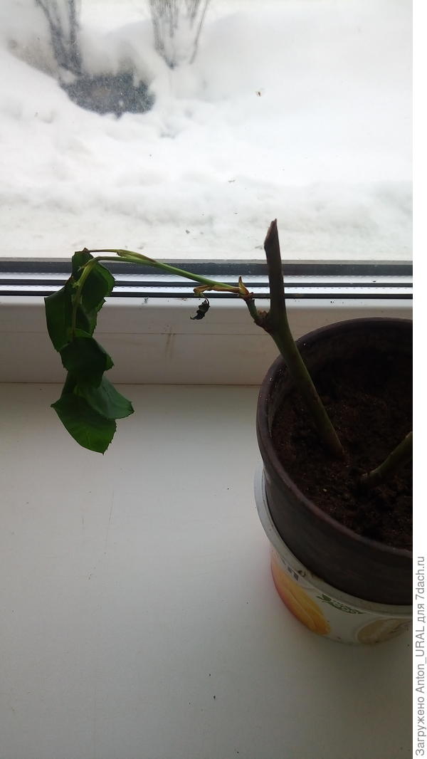 Черенок без корня не может давать питание  зелёному побегу