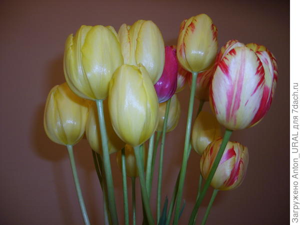 С наступающим  8 Марта!