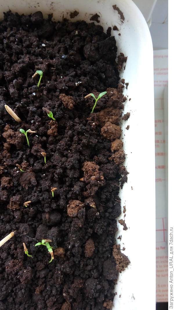 Семена вербены гибридной "Гранатовая звезда"  Дата упаковки 11.2019, годность до 12.2021