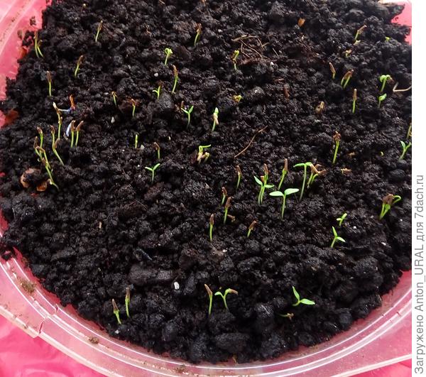 Семена розовой вербены, собранные в 2018 году