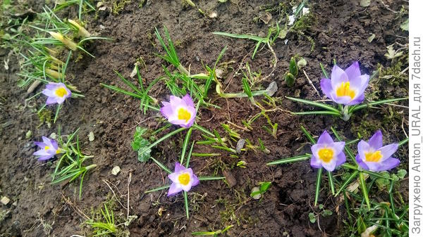 Первые цветы в этом году только-только из-под снега, очень удивительно, что расцвело 7 цветков