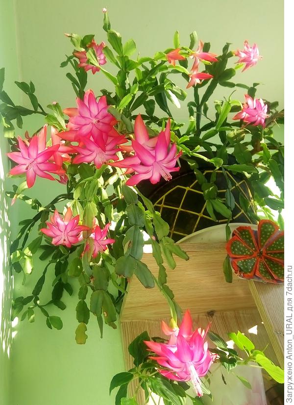 Для победителей цветёт в апреле декабрист