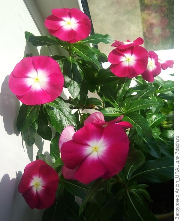 Катарантус -  цветение на второй год