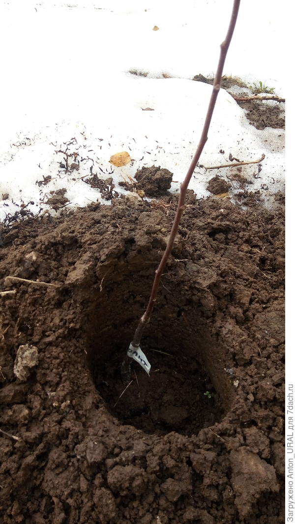 В апреле убрал бутылку с саженца