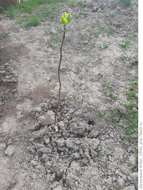 В начале мая на саженце появились листики