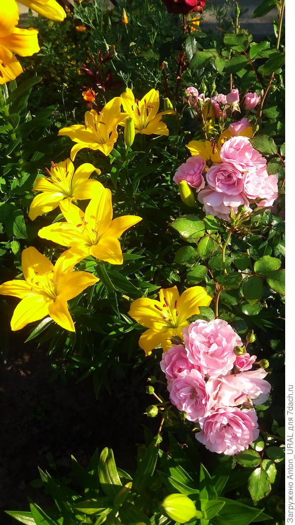 А розовые розы без лилий ехать на бал не захотели