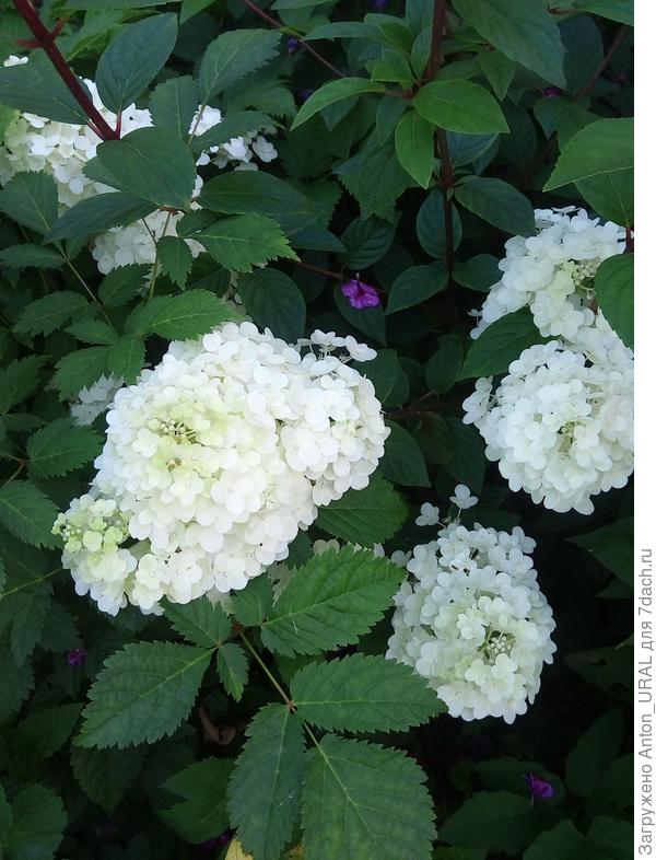 Гортензия &quot;Сандей Фрайз&quot;