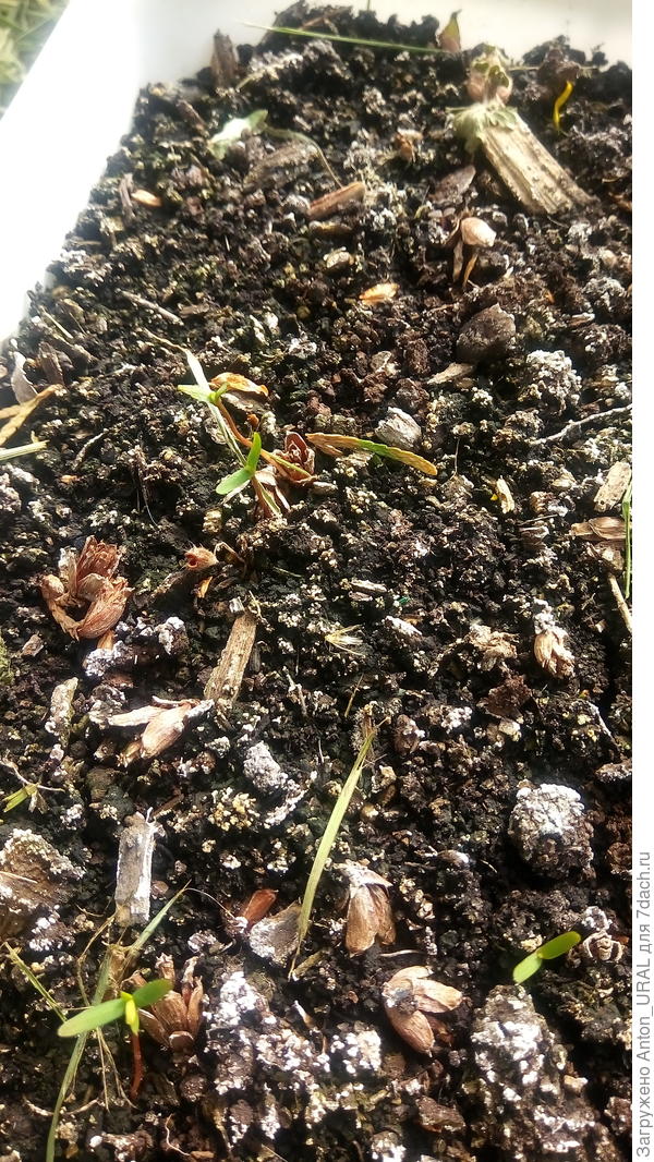 В апреле ящик перенёс в теплицу и в мае появились первые всходы (около 6-7 кустиков)