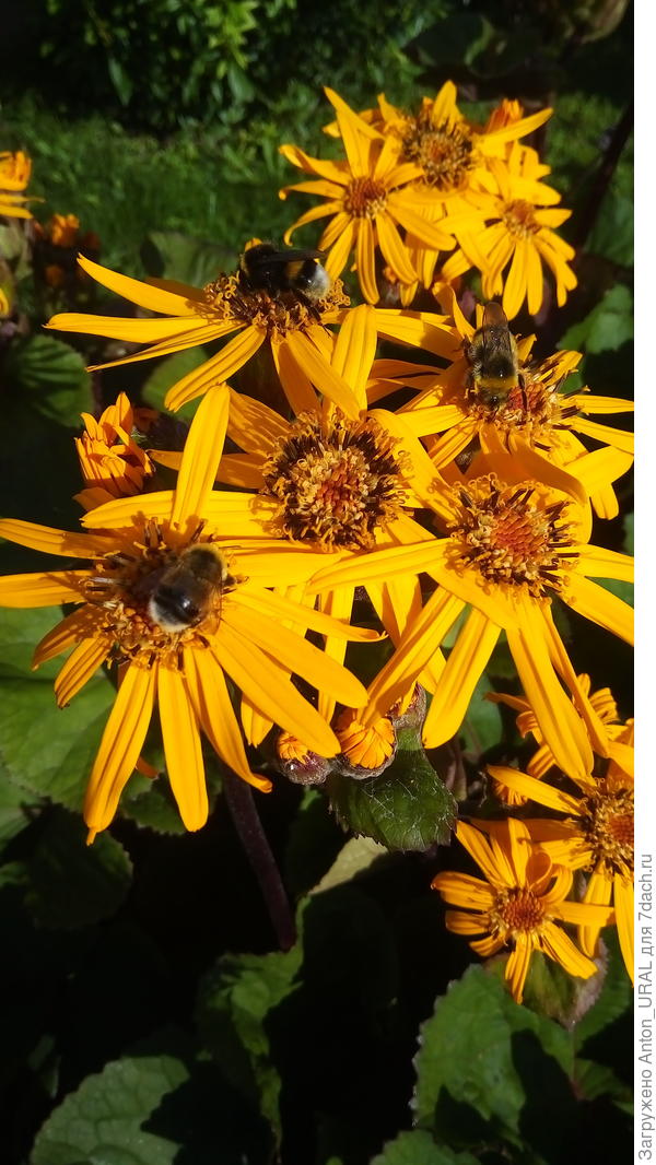 бузульник зубчатый