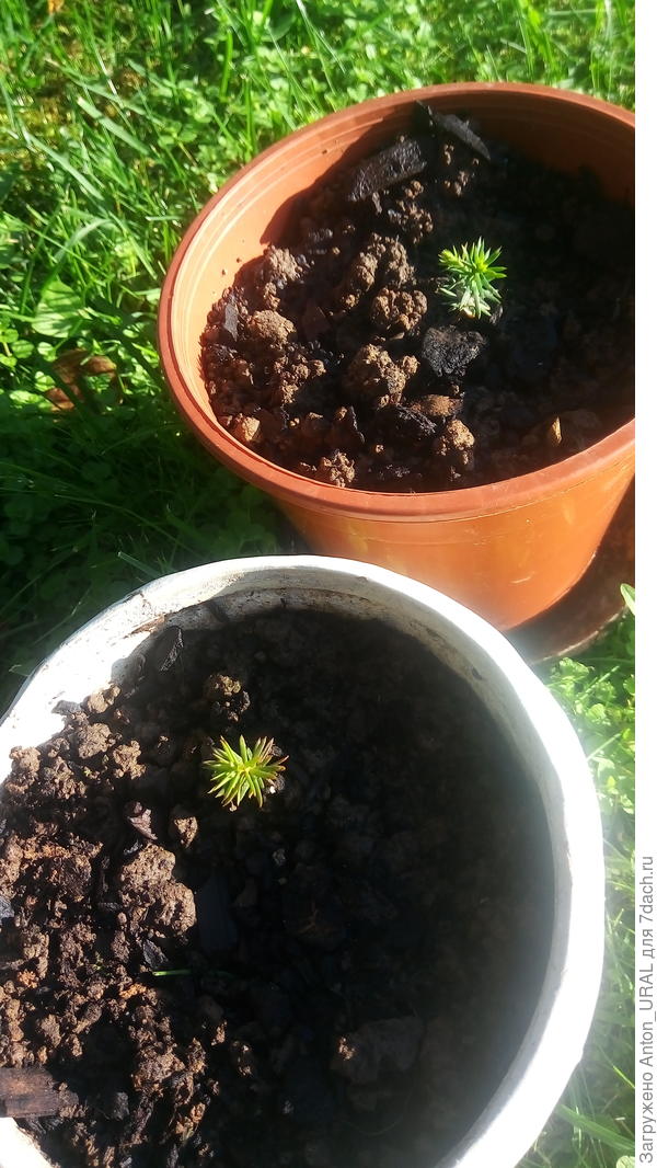 Туи в возрасте меньше года