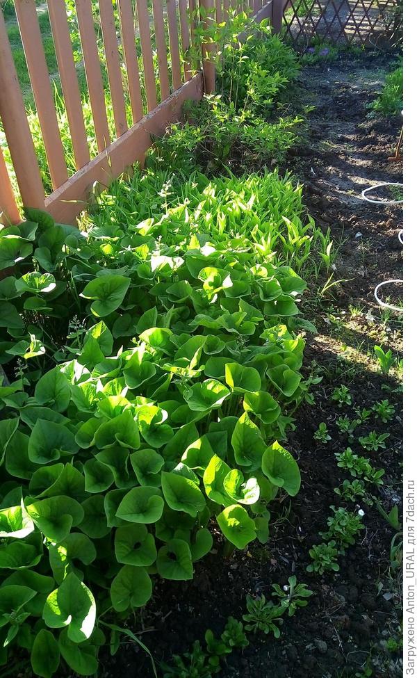 Бруннера сильно разрослась вокруг куста красной рябины, где другие культурные растения навряд ли стали бы расти.