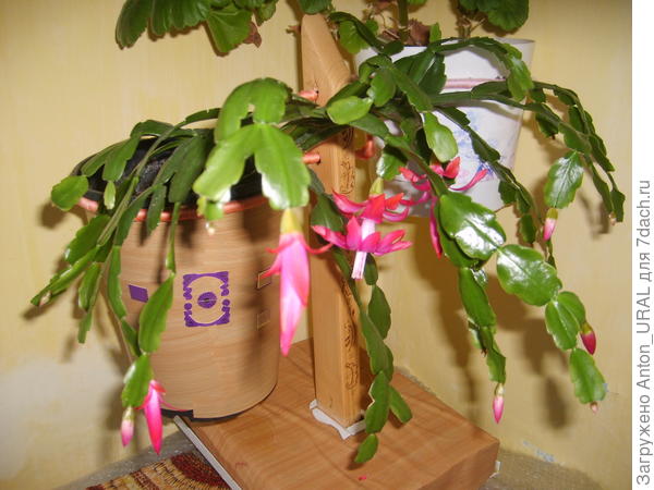 Нынче в декабре немного цвёл, потом  в феврале цвёл