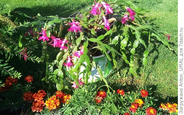 А этот куст аж посреди июня зацвёл