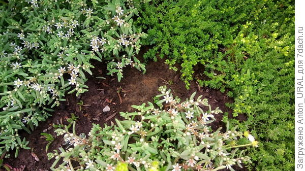 А вот ещё у нас есть такая разновидность очитка - белый и едкий (жёлтый)