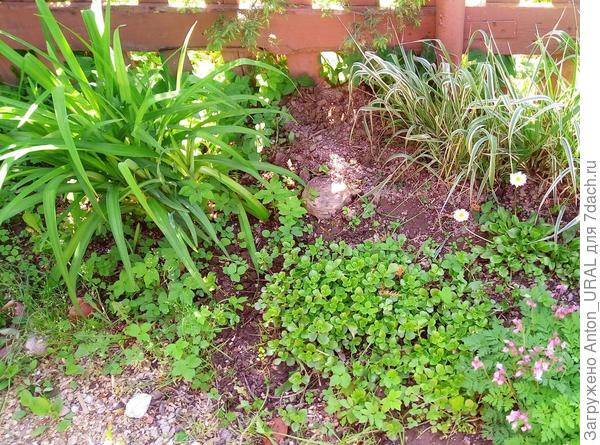 Этот очиток так и не зацвёл - посадил в тени (от забора)