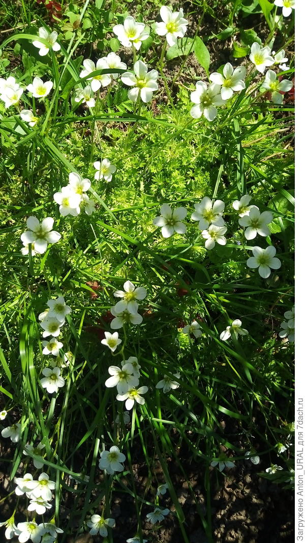 Камнеломка