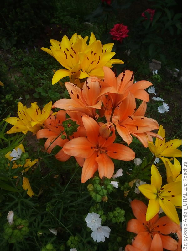 Из лилий - многолетние