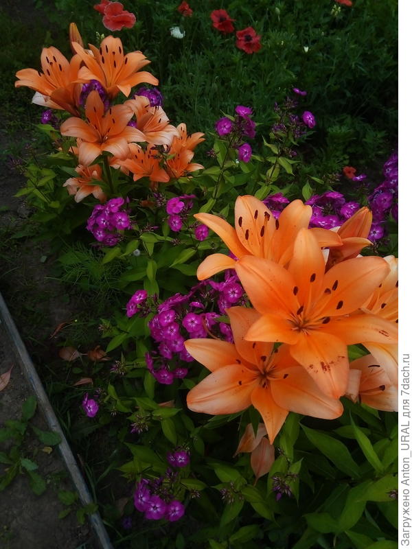 Из флоксов и лилий - многолетние
