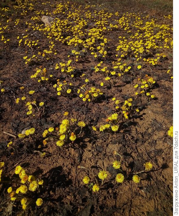 Мать и мачеха