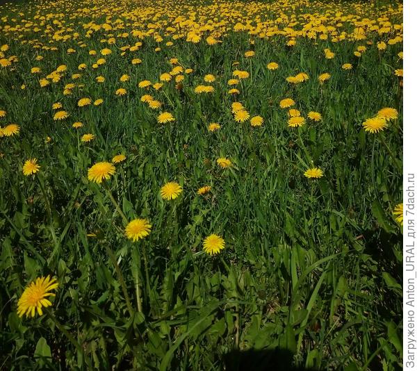 Одуванчики