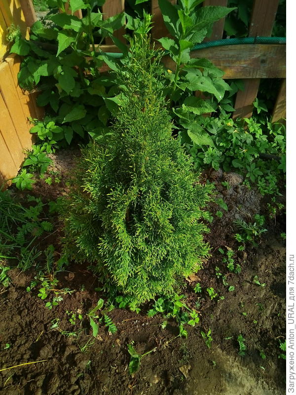 Туя Смарагд