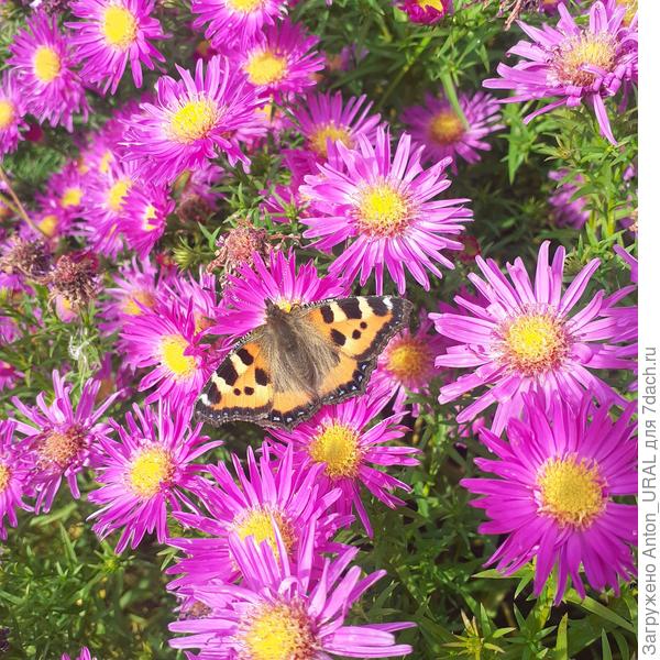 Крапивница на октябринках