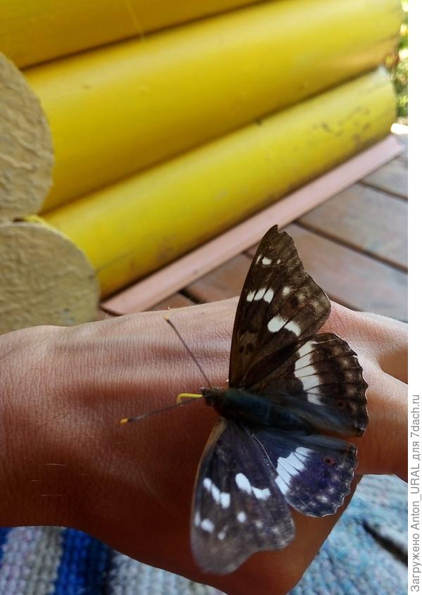 Ленточник тополёвый