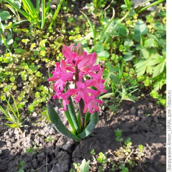 В огороде у нас один растет такой