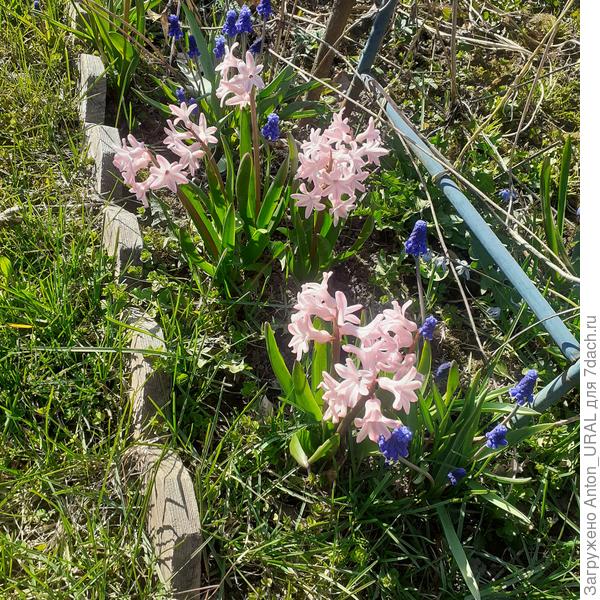 А это в огороде у соседки такие растут
